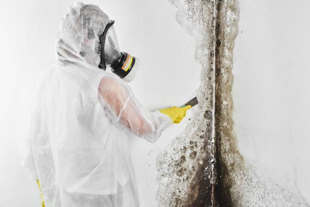 Best Certified Mold Removal  in Bruceton, TN