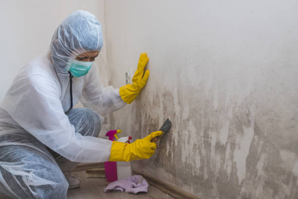 Best Attic Mold Removal  in Bruceton, TN