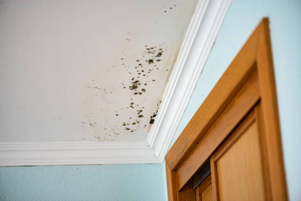 Best Affordable Mold Removal  in Bruceton, TN