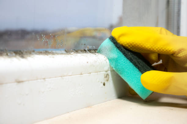 Best Same-Day Mold Removal  in Bruceton, TN