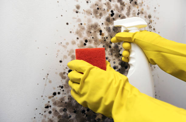 Best Residential Mold Removal  in Bruceton, TN