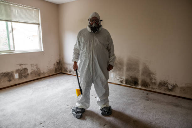 Best Same-Day Mold Removal  in Bruceton, TN