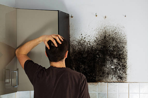 Best Residential Mold Removal  in Bruceton, TN