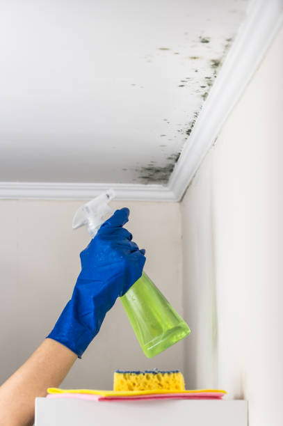 Best Office Mold Removal Services  in Bruceton, TN