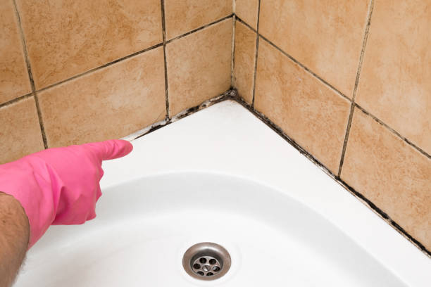 Best Toxic Mold Removal  in Bruceton, TN